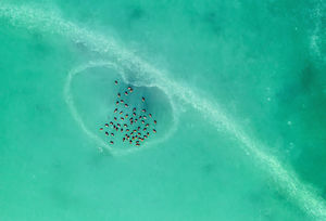 Szív-lék Szív-lék