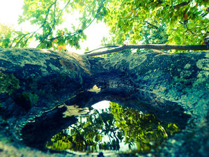 Tükörkép Tükörkép