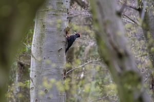 Vörös sisakos Vörös sisakos