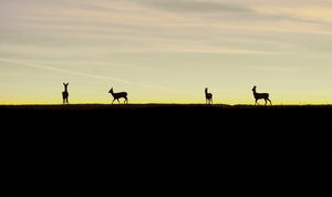 Egy sima, egy fordított