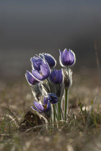 Lilaruhás hölgyek Lilaruhás hölgyek