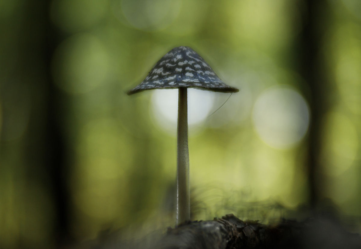 Gyenti-Kálvin Kinga