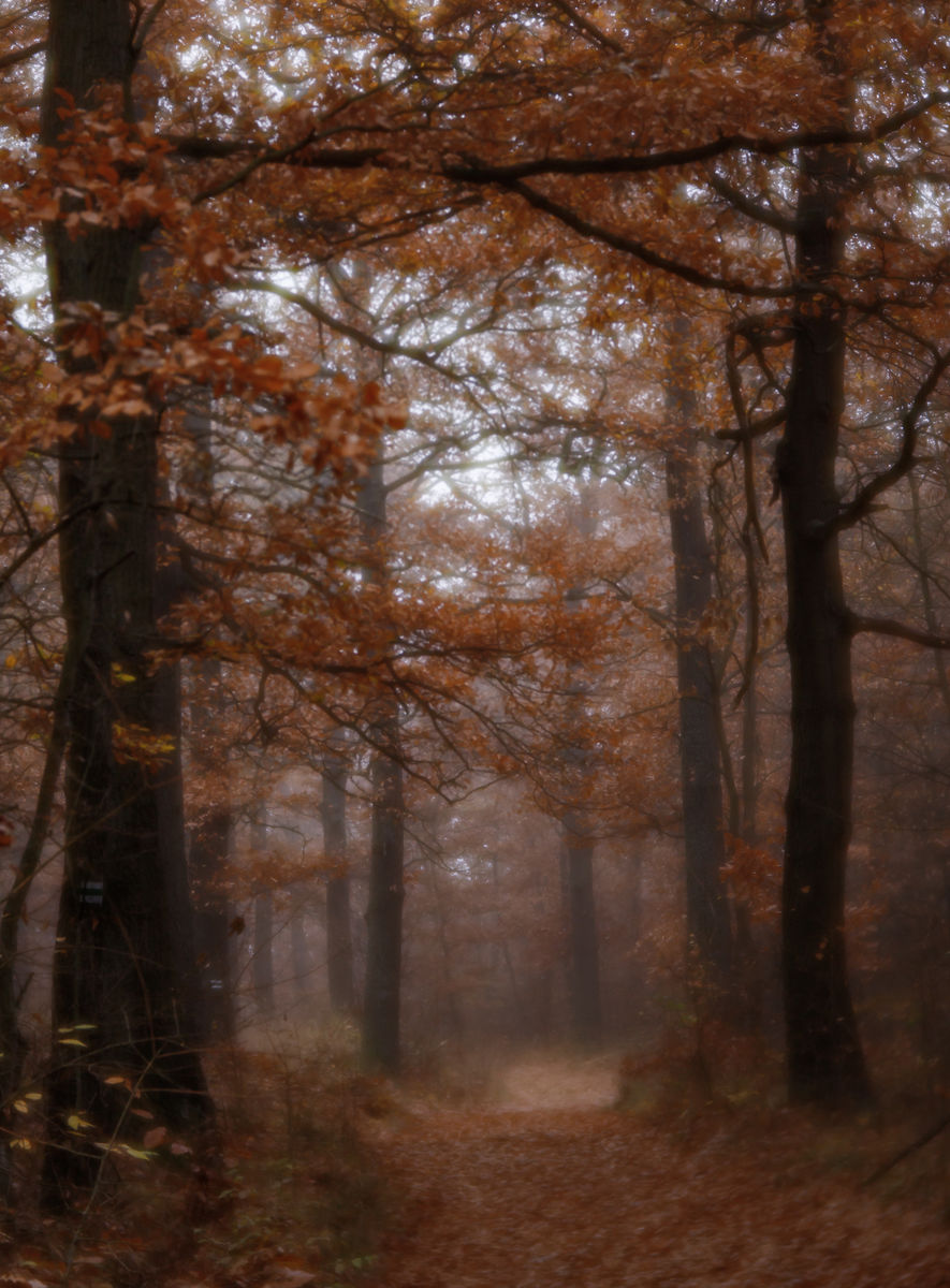 Gyenti-Kálvin Kinga