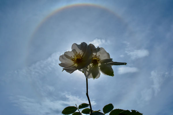 Csipkerózsás naphaló