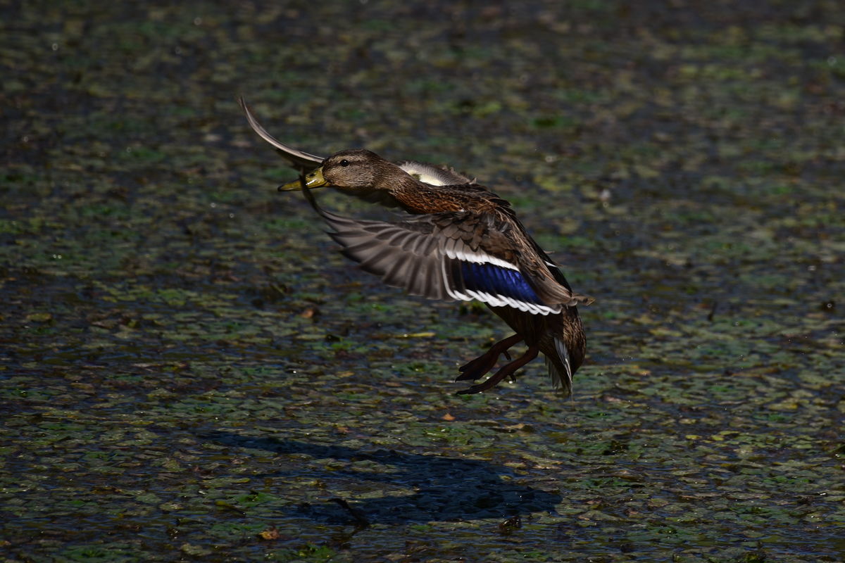 Dr. Rátkainé Kádár Andrea