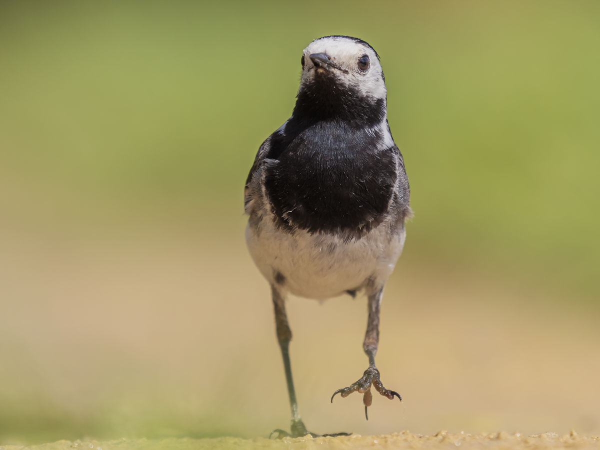 Gaál Zoltán Péter