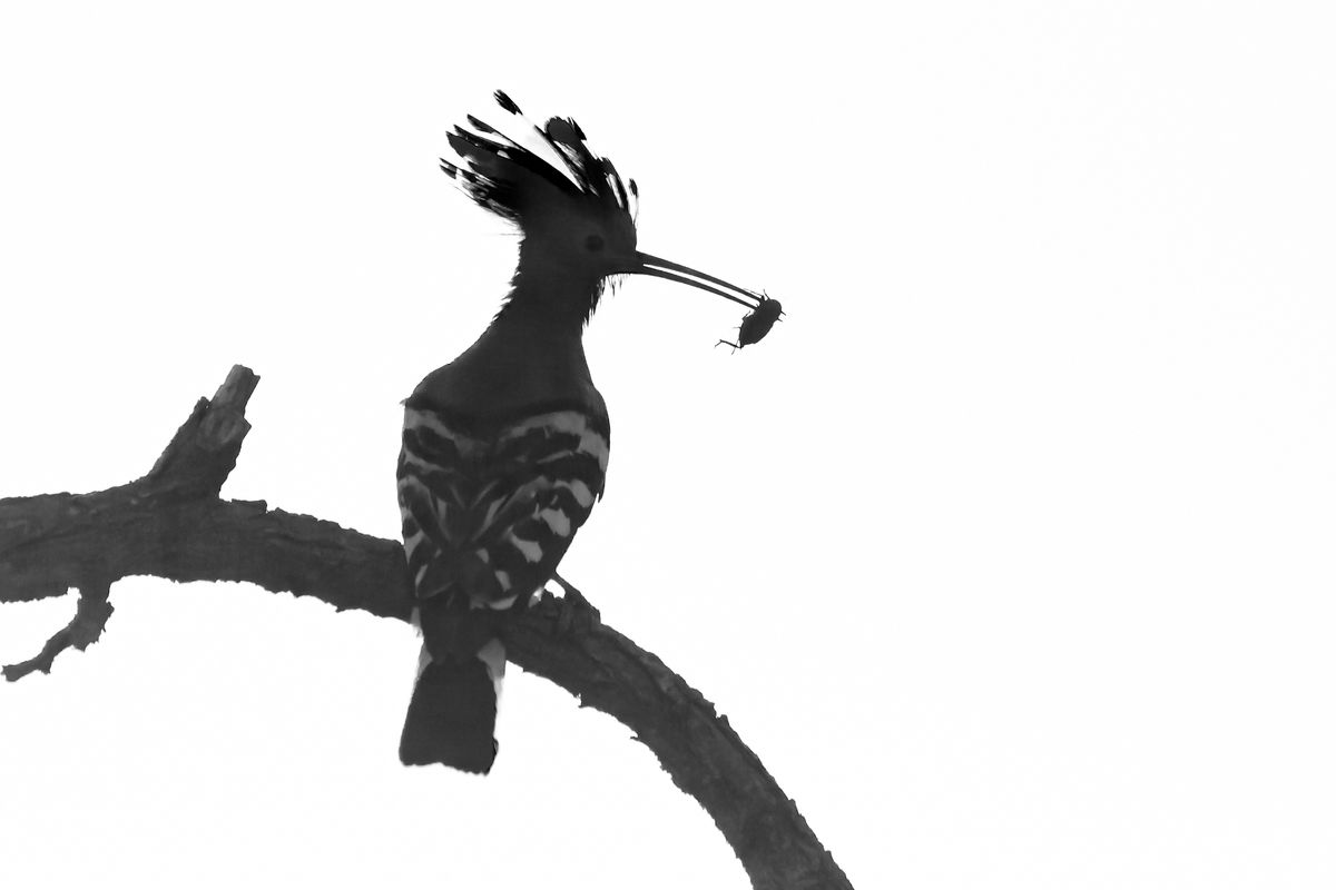 Gaál Zoltán Péter