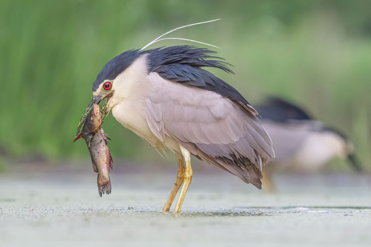 Gaál Zoltán Péter