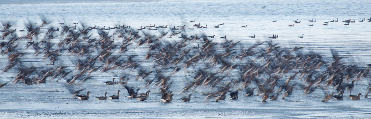 Gyenti-Kálvin Kinga