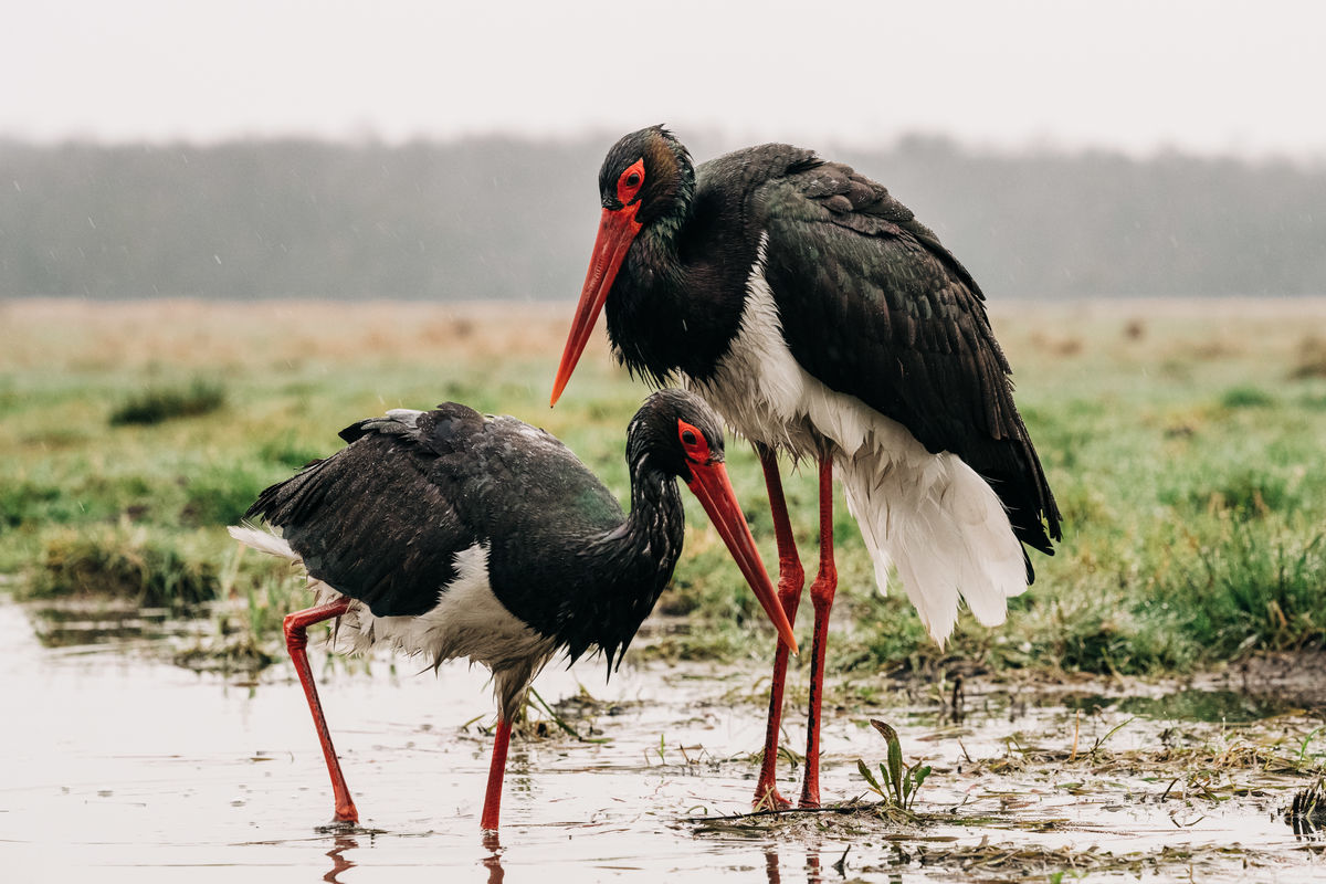 Gémné Kovács Anita