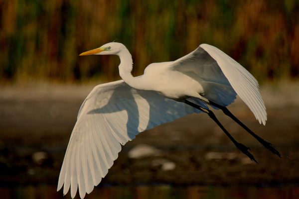 Nagy kócsag reptében