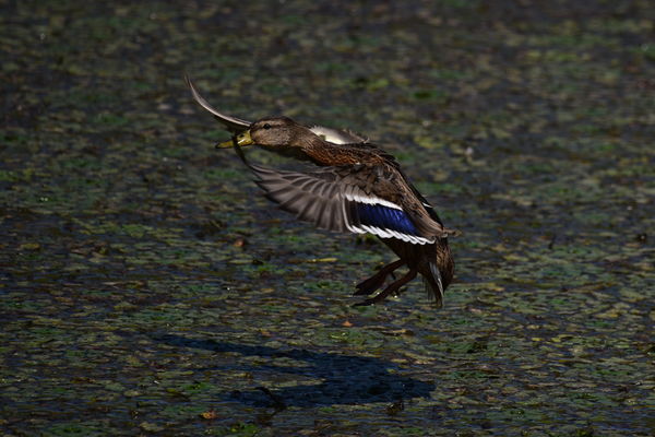 Leszállás engedélyezve