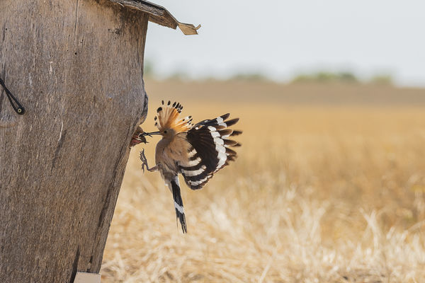 Hernyót reggelire??