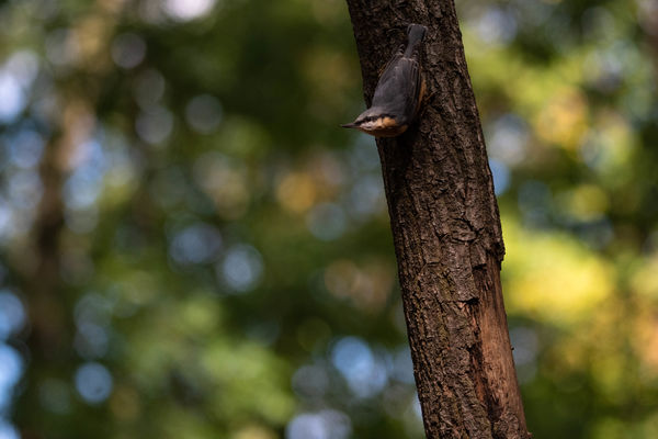 Nyári hangulat csuszkával