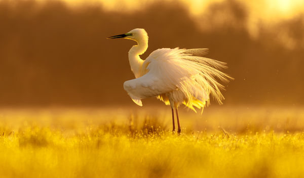 Reggeli tollászkodás