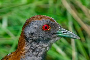 Törpevízicsibe Törpevízicsibe