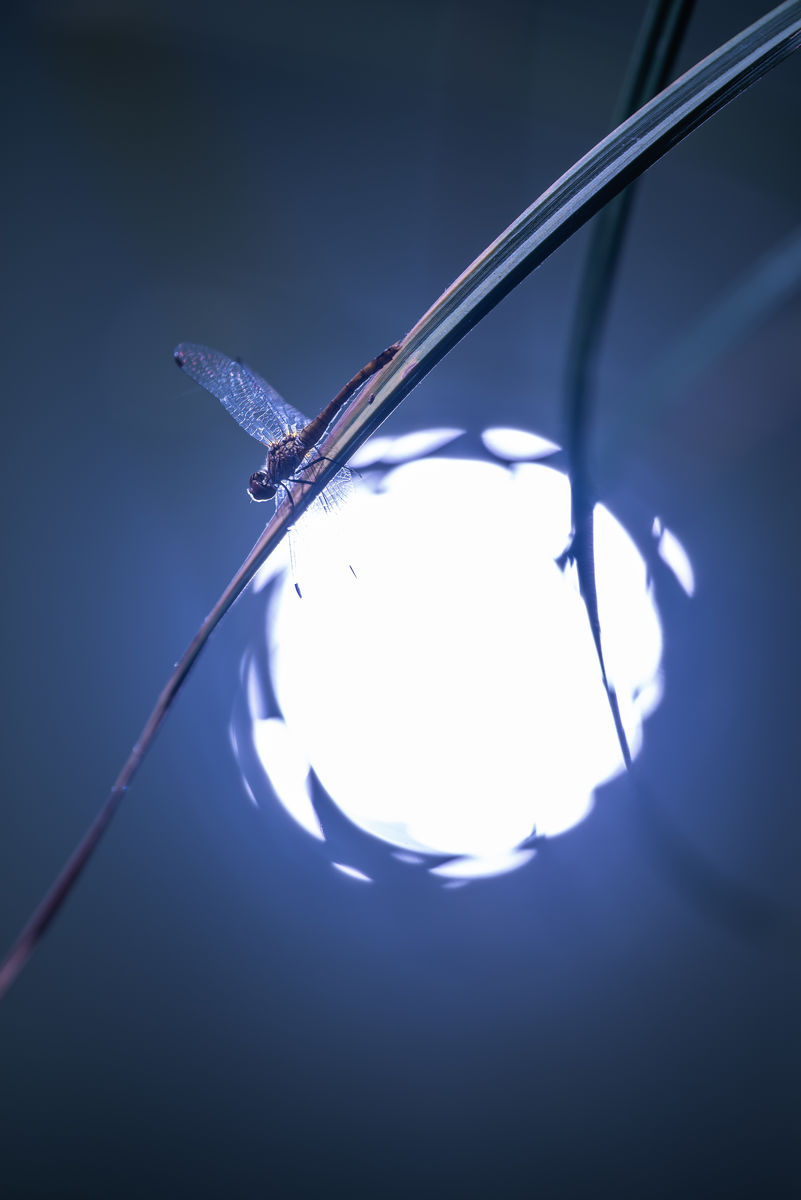 Darányiné Bakos Éva