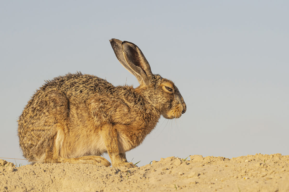 Gaál Zoltán Péter