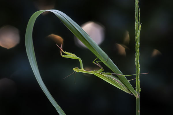 Esti nyújtózkodás