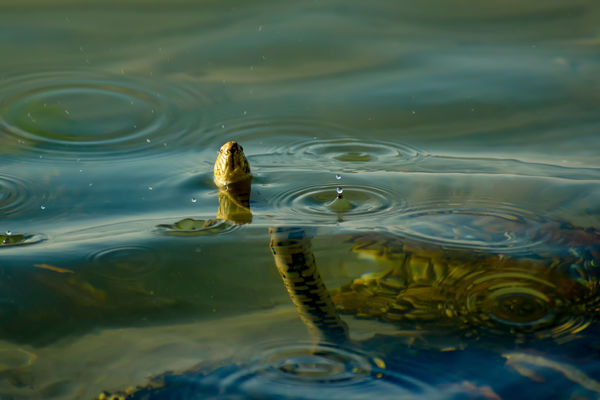 Fejvesztett siettség