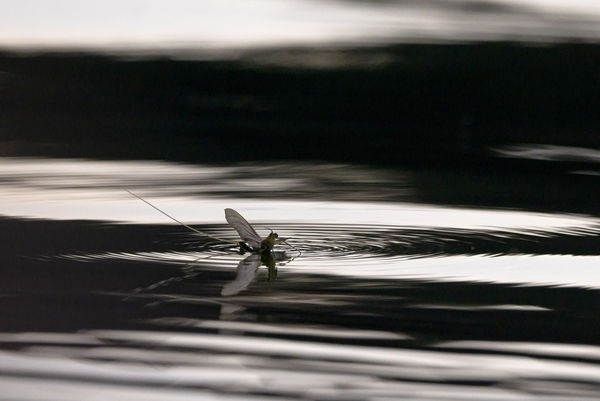 Fényben és árnyékban