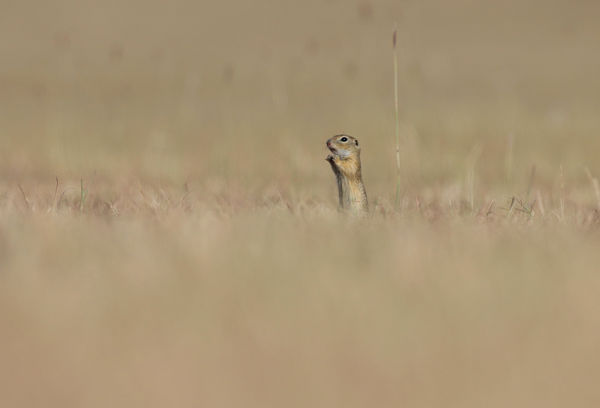 Egy,csak egy ürge van talpon a vidéken