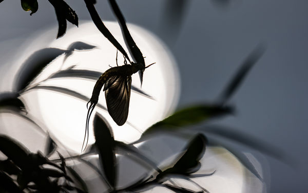 Átváltozás előtt