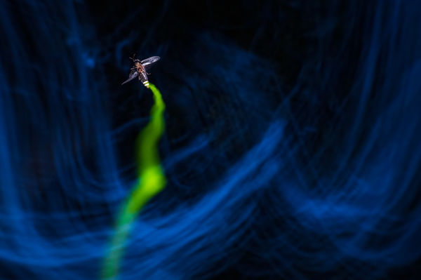 Lámpás az éjszakában