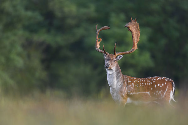 Símogató hajnali fény