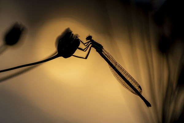 Egy forró nap végén