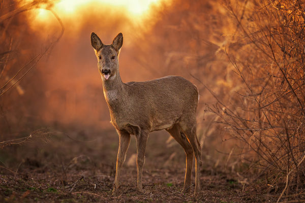  A nyelvnyújtogatós
