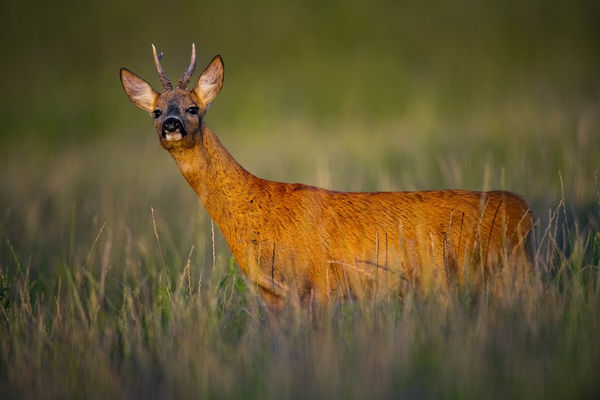 Színpadias megvilágításban