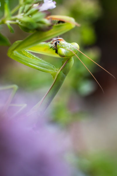 Az álcázás mestere