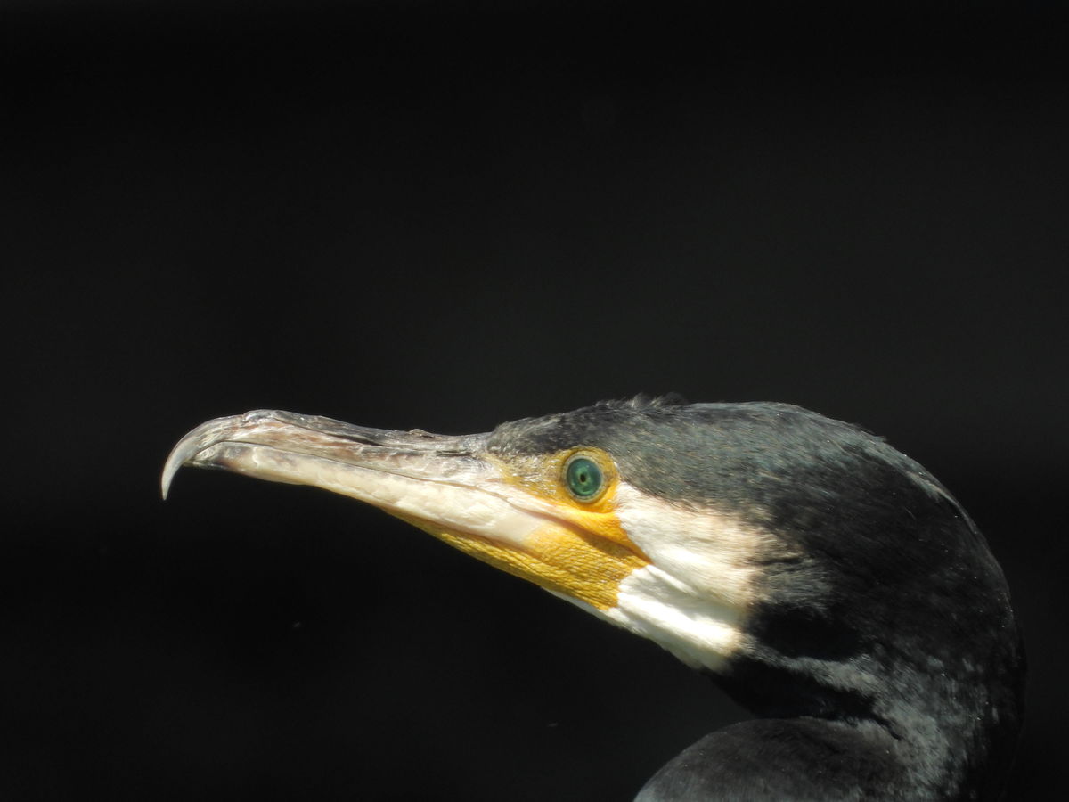 Kónya Máté Bertalan