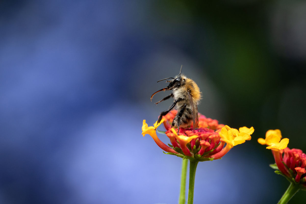 Bernáth Sándor dr. 