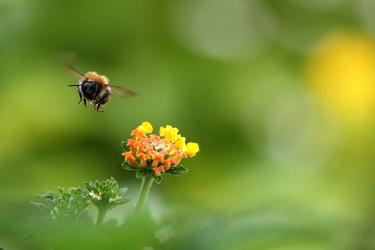 Bernáth Sándor dr.