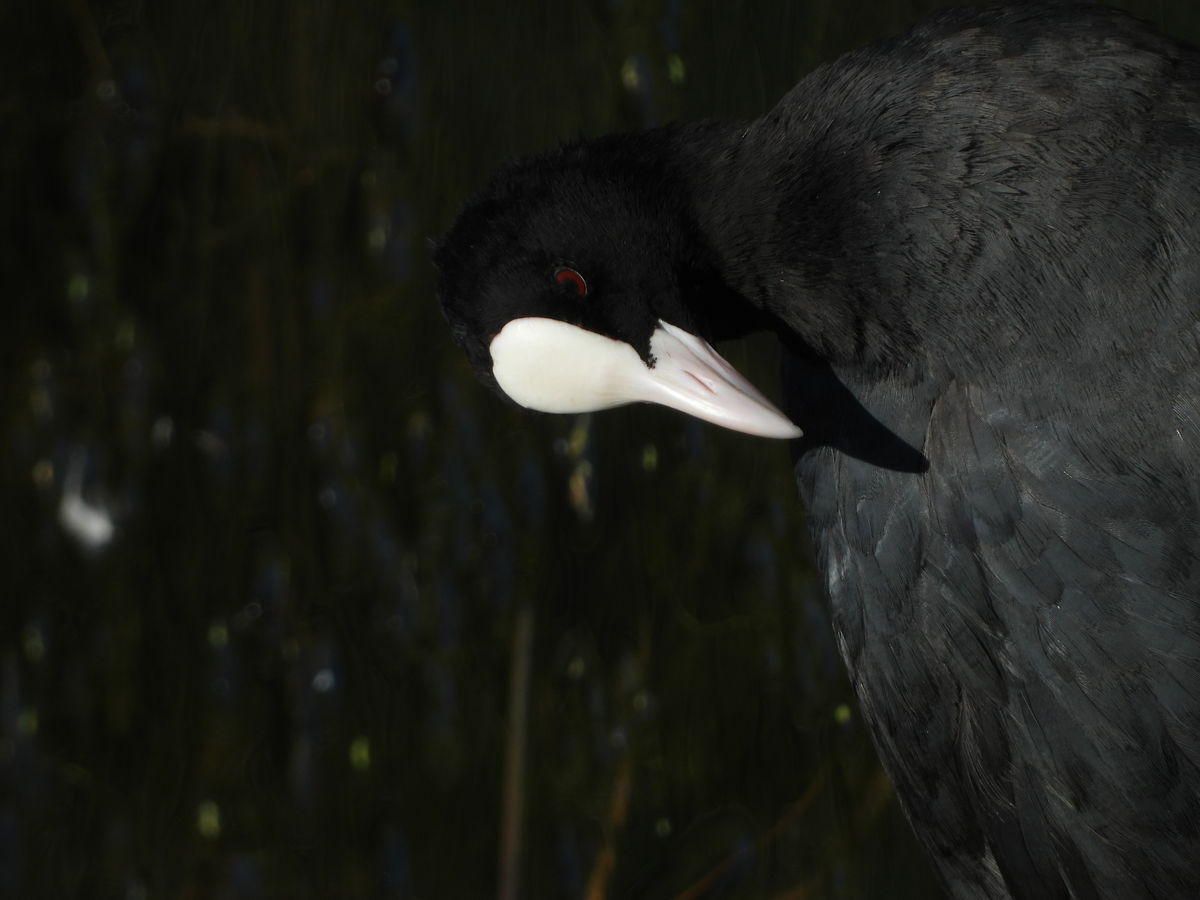 Kónya Máté Bertalan