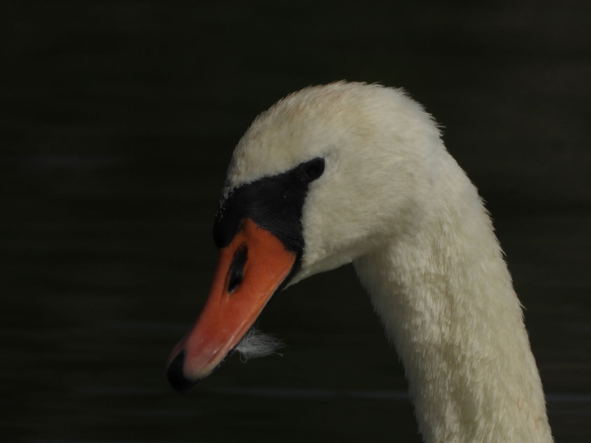 Kónya Máté Bertalan