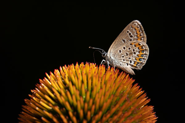 A lepke bolygója