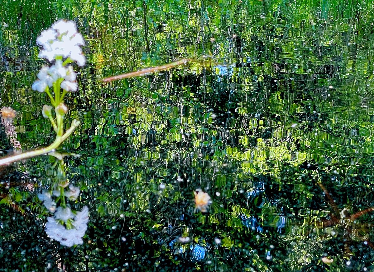 Presztolánszky Ágnes