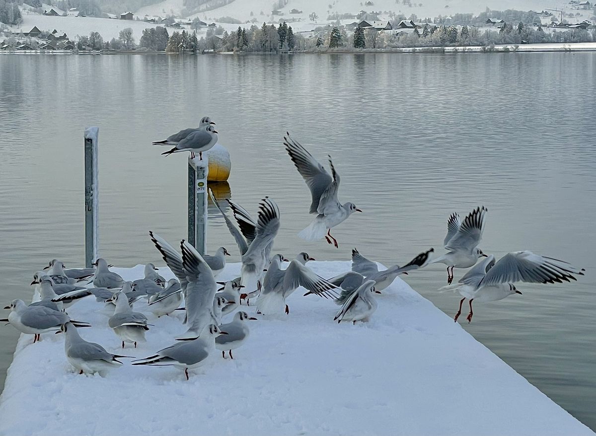 Presztolánszky Ágnes
