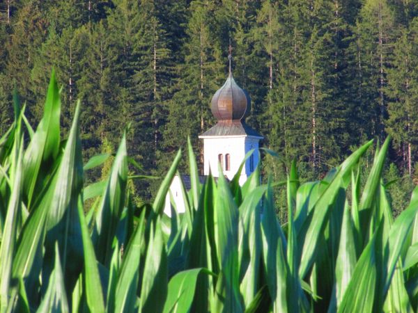 Templom a kukoricásban