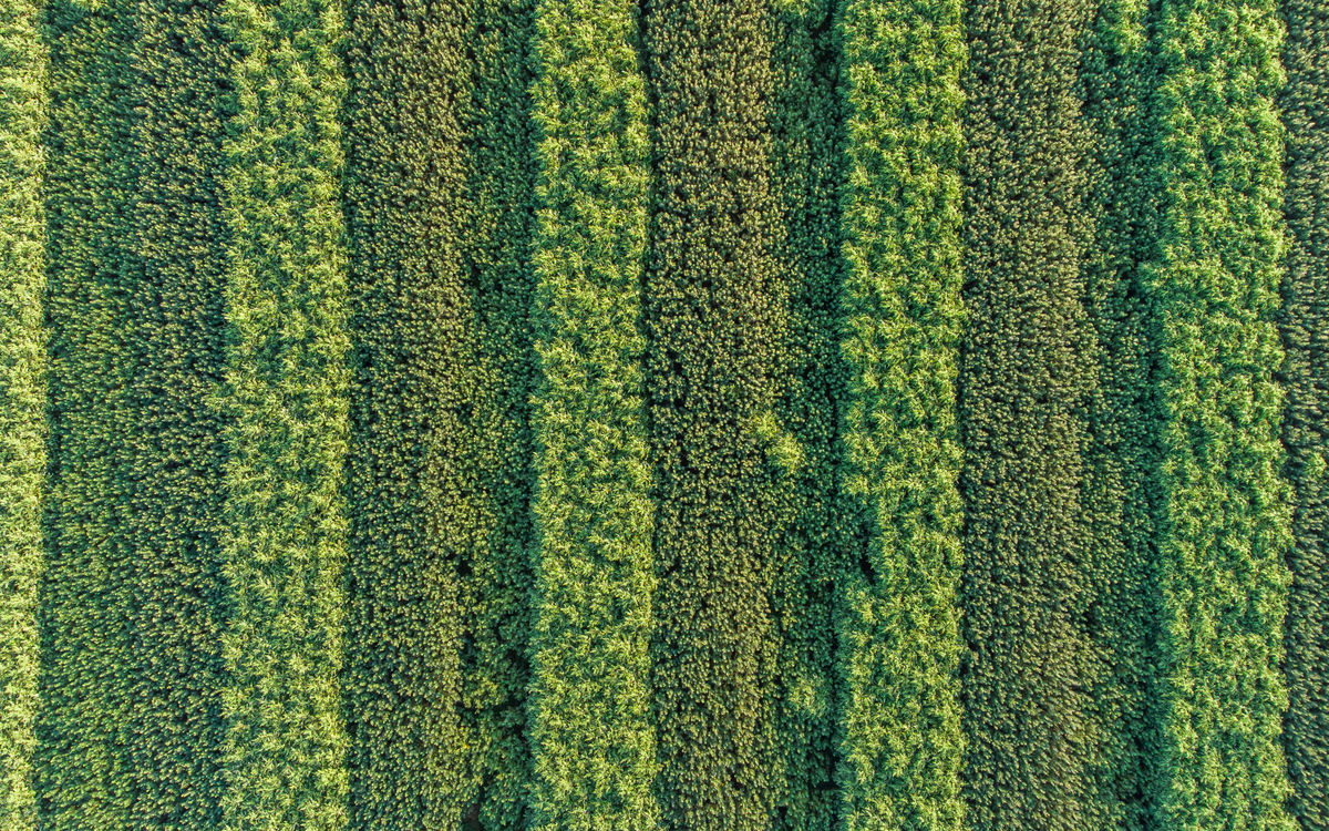 Benke Péter Valentin