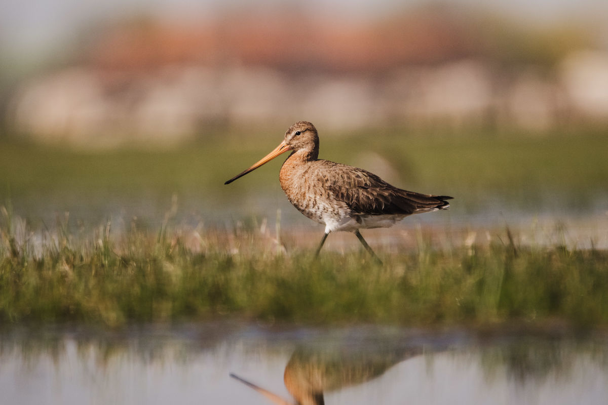 Gémné Kovács Anita