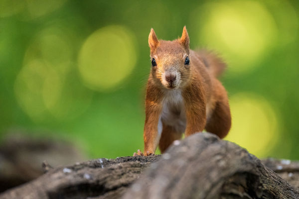 Szimat