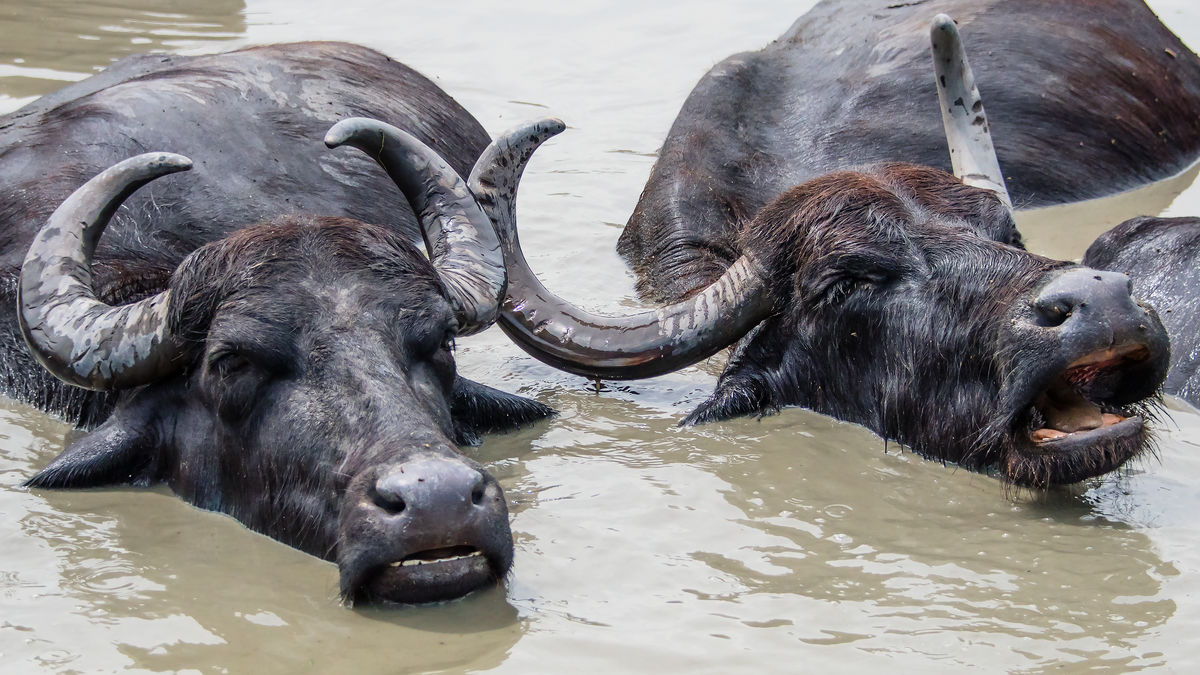 Gaál Zoltán Péter