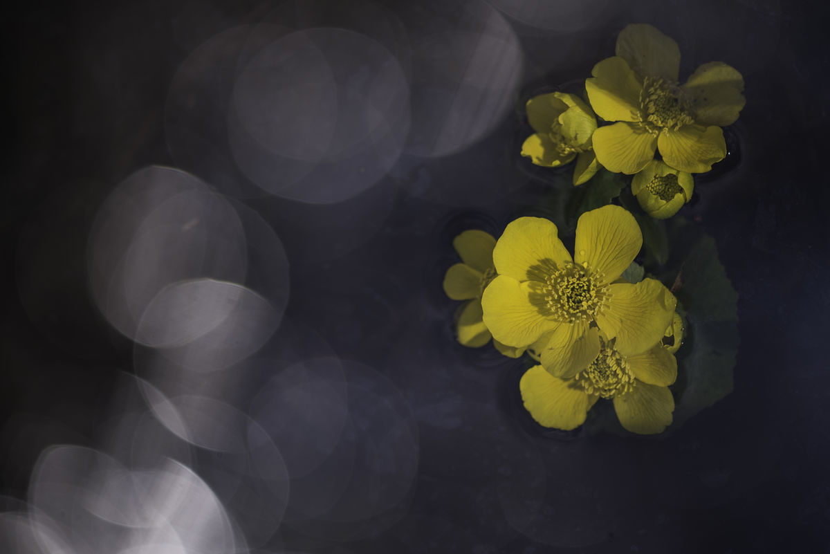 Darányiné Bakos Éva