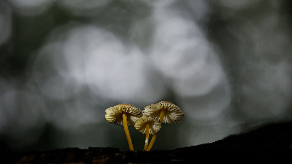 Gyenti-Kálvin Kinga