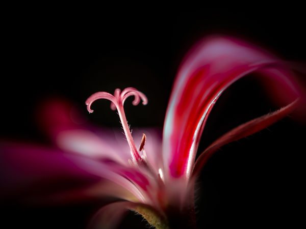 Bibe