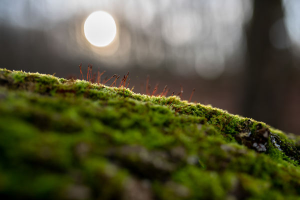 Mohák ellenfényben